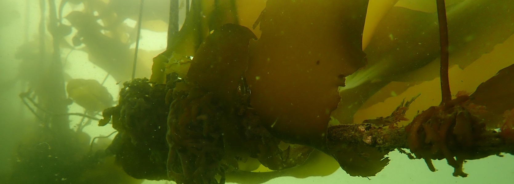 Image: Viterra-Cascadia terminal capacity expansion: Kelp reforestation